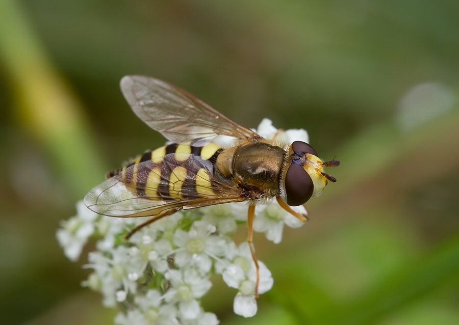 Eupeodes corollae