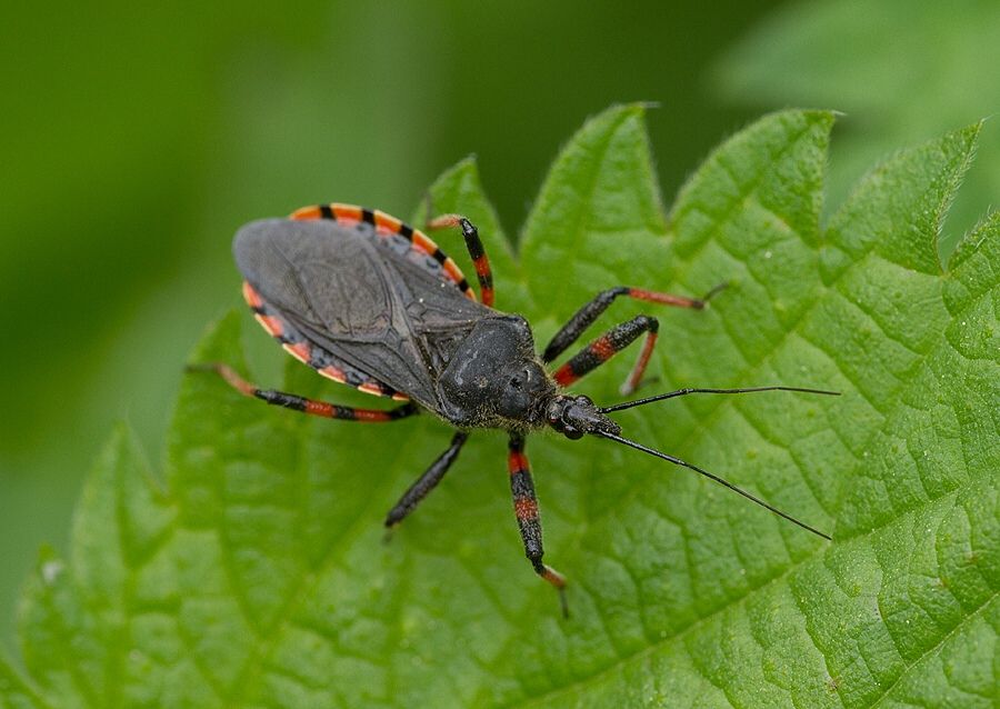 Rhynocoris annulatus