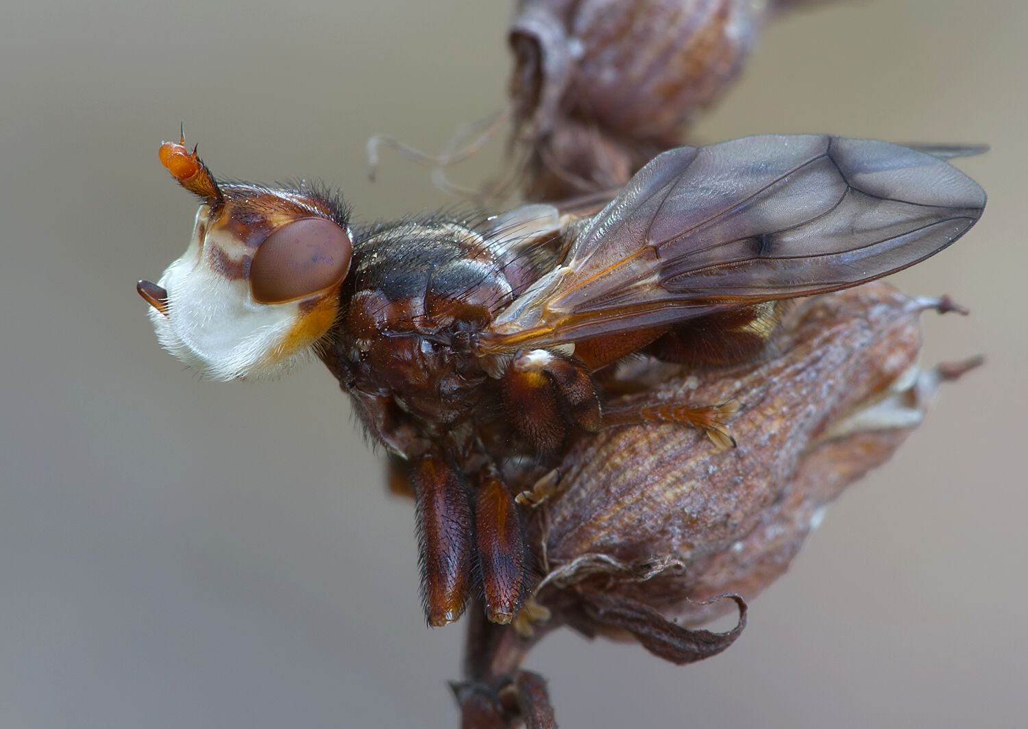 Myopa testacea