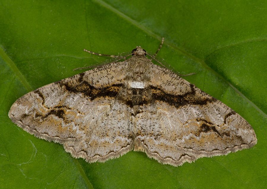 Alcis bastelbergeri