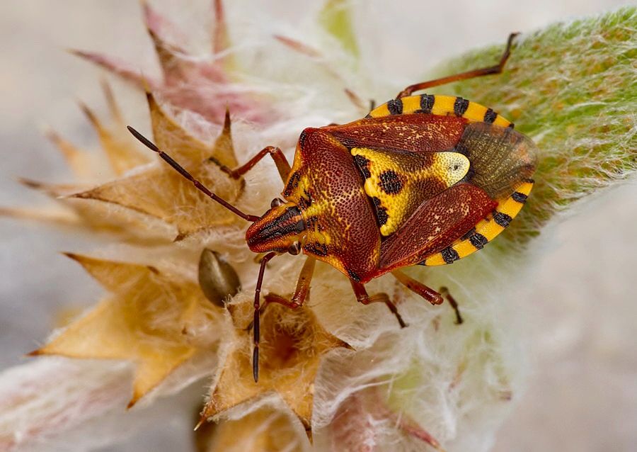 Codophila varia