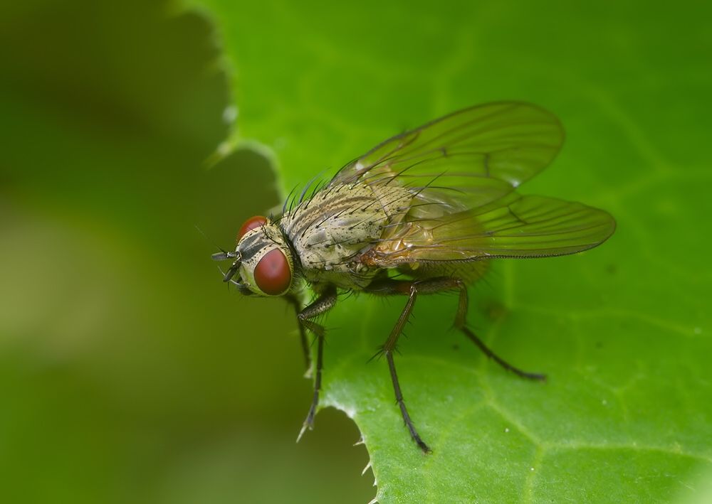 Anthomyia liturata