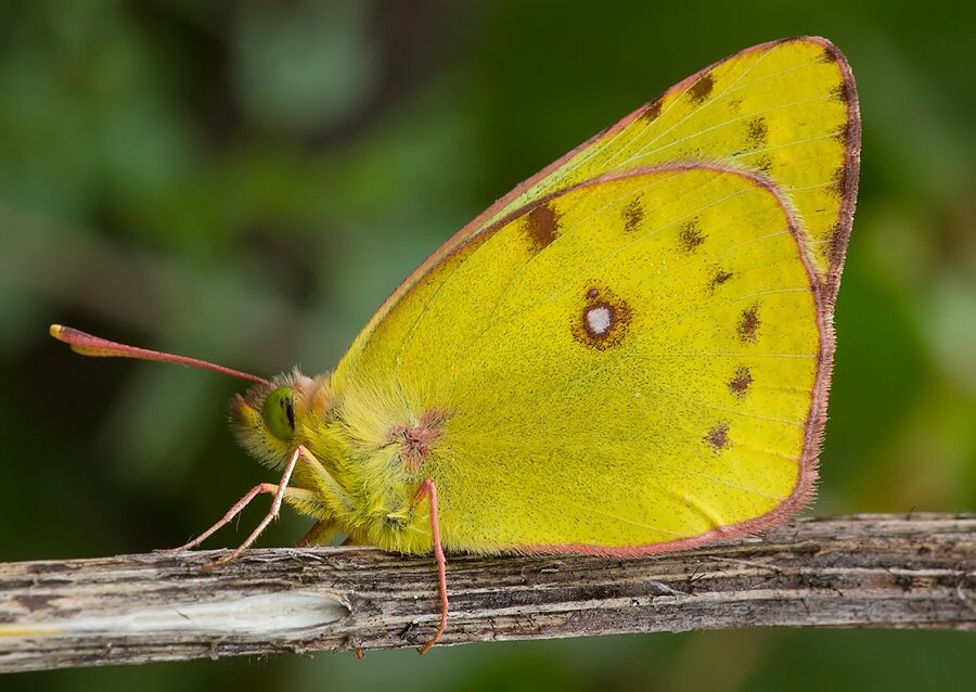 Colias alfacariensis