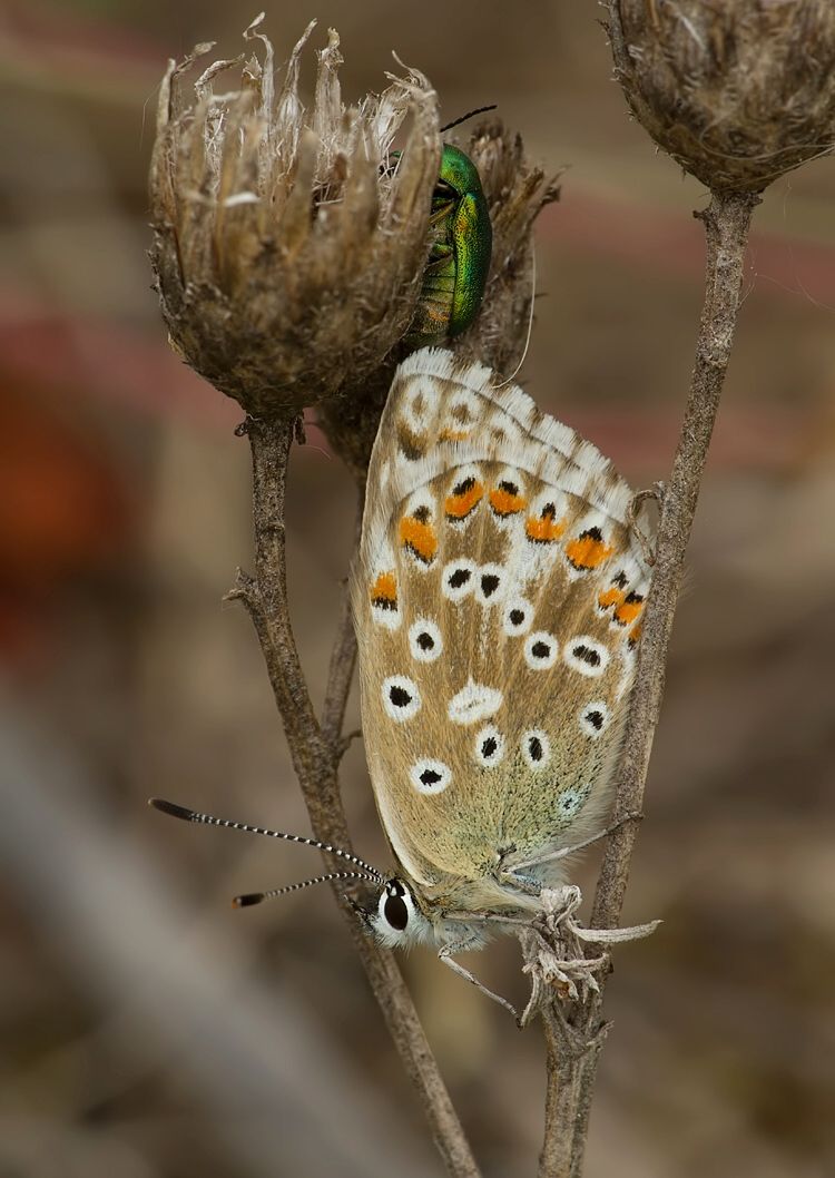 Polyommatus slovacus