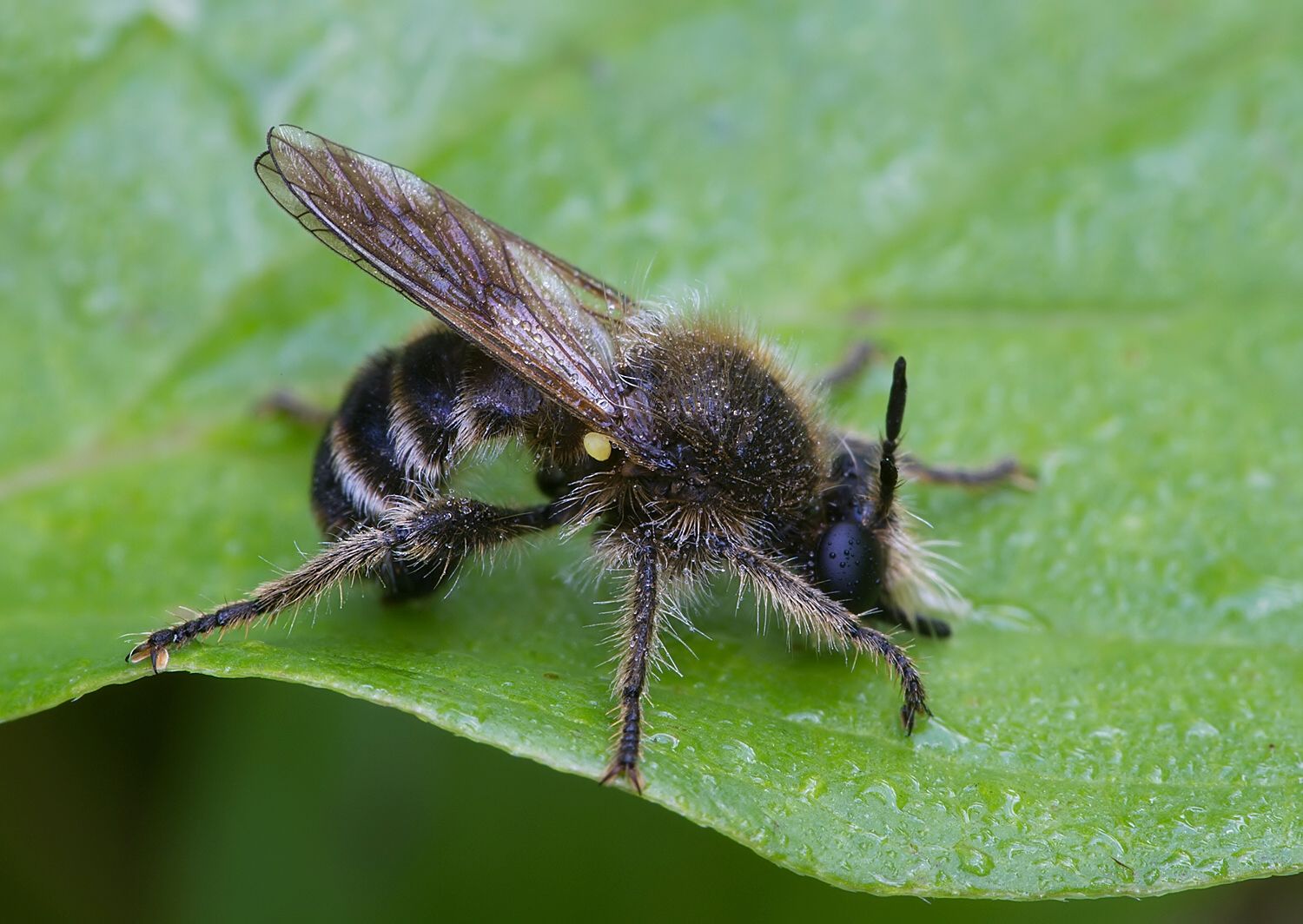 Choerades marginata