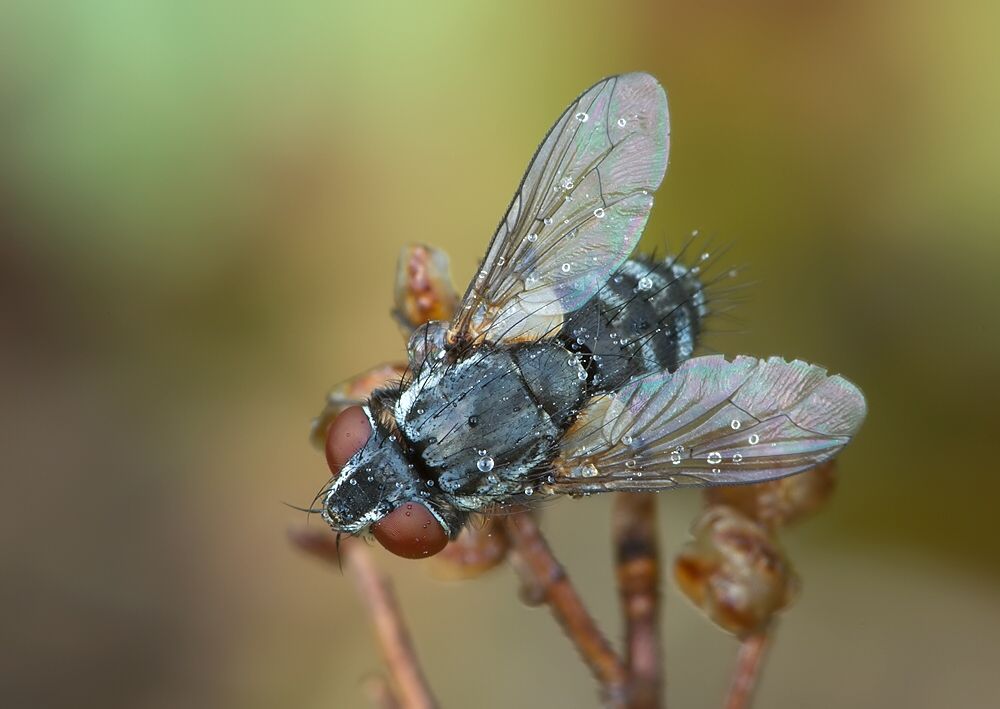 Phorocera grandis