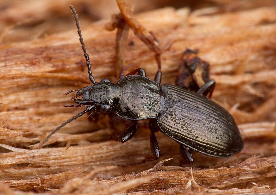 Pterostichus oblongopunctatus