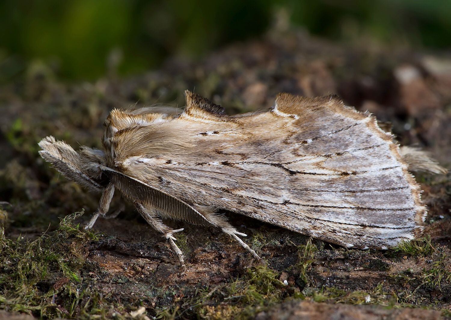 Pterostoma palpina