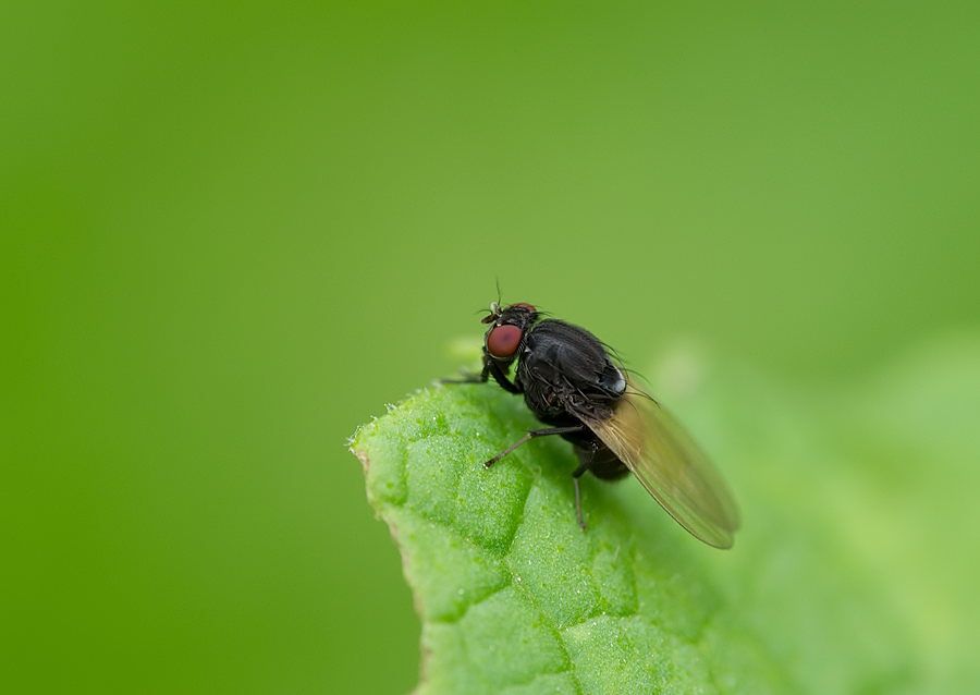 Minettia longipennis