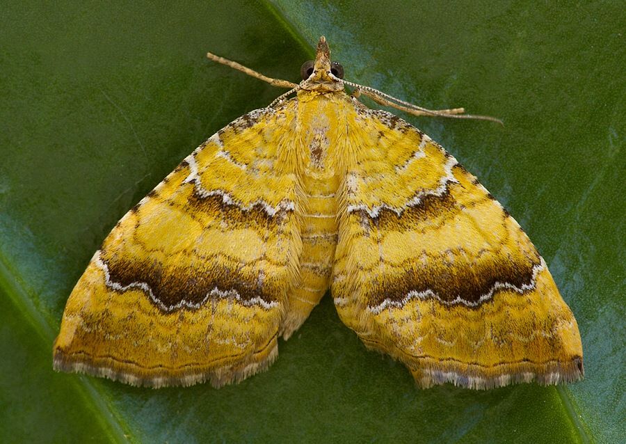 Camptogramma bilineata
