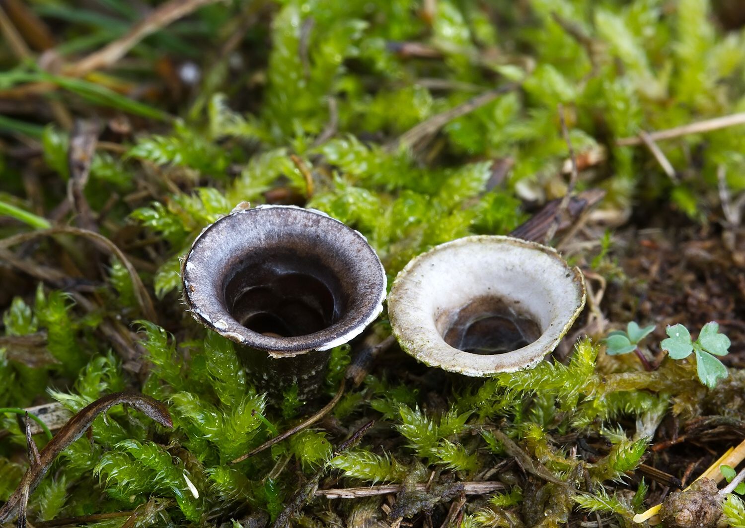 Cyathus olla