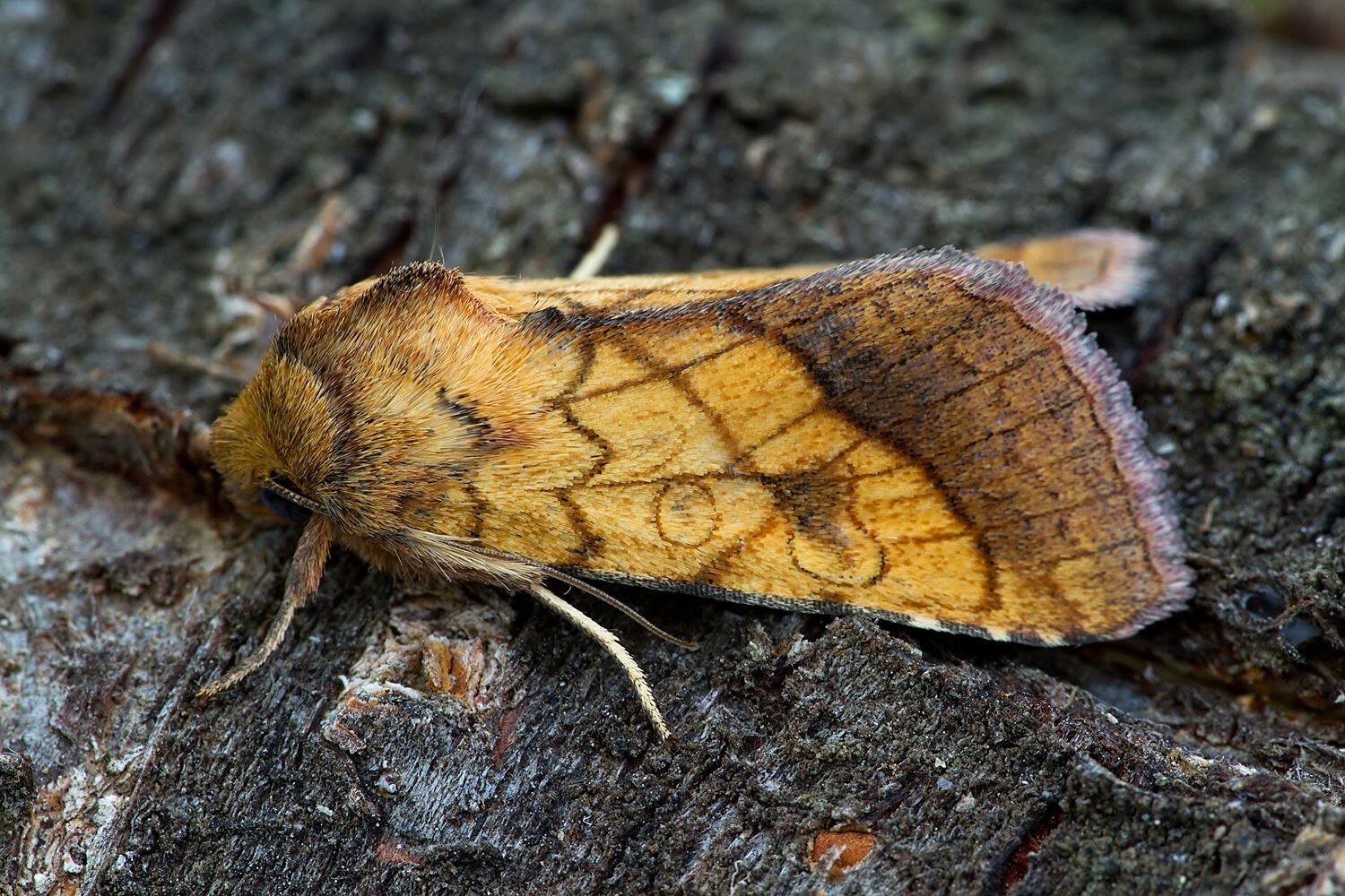 Pyrrhia umbra