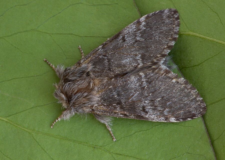 Drymonia ruficornis