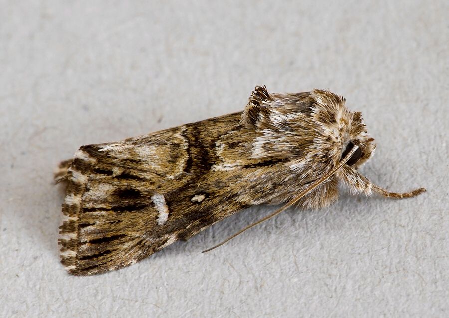 Calophasia lunula