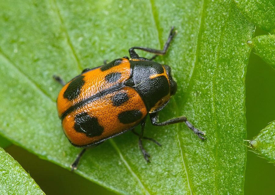 Cryptocephalus sexpunctatus