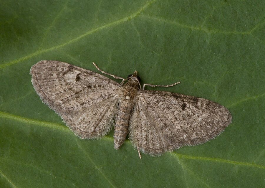 Eupithecia inturbata