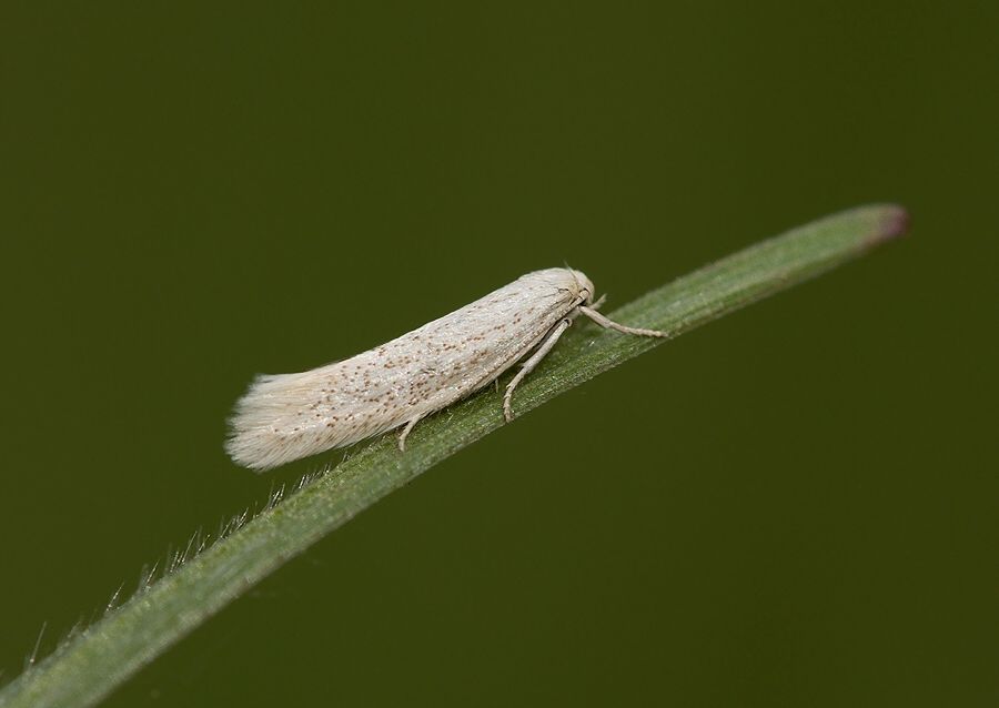 Elachista pollutella