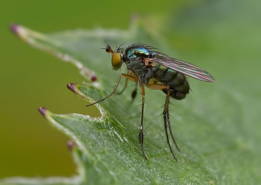 Dolichopus plumipes