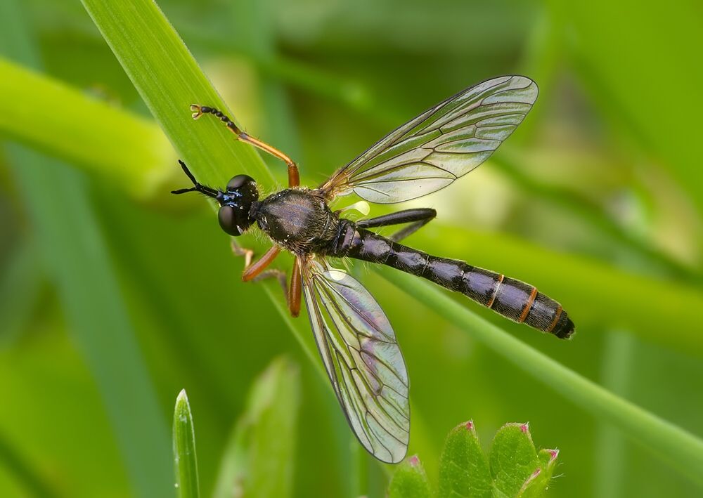 Dioctria longicornis