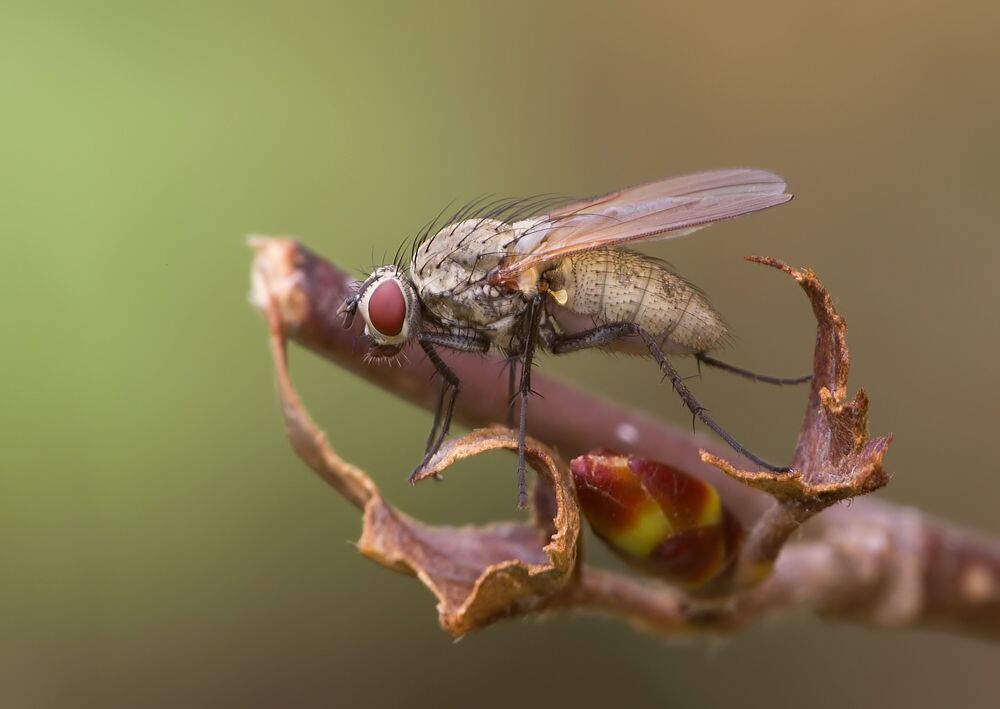 Botanophila fugax