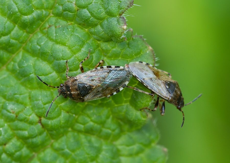 Platyplax salviae