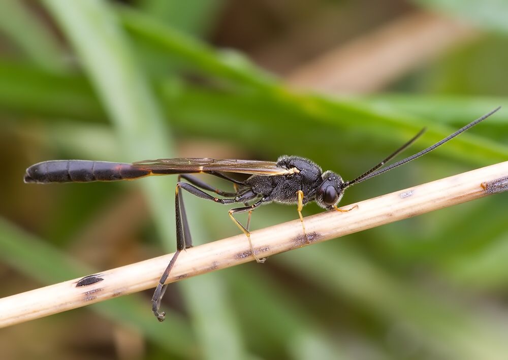 Agrypon sp.