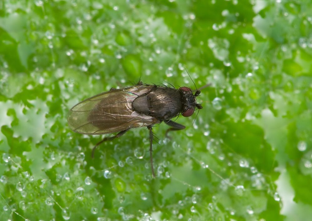 Leptocera nigra