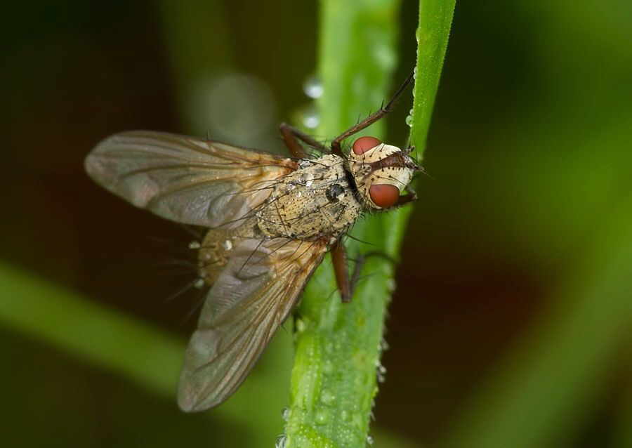 Solieria fenestrata