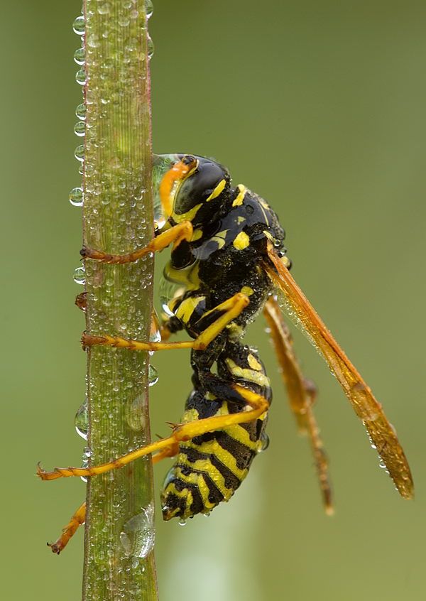 Polistes gallicus