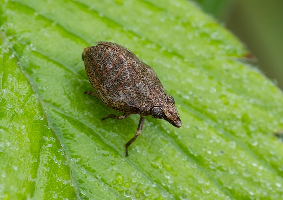 Mycterodus cuniceps