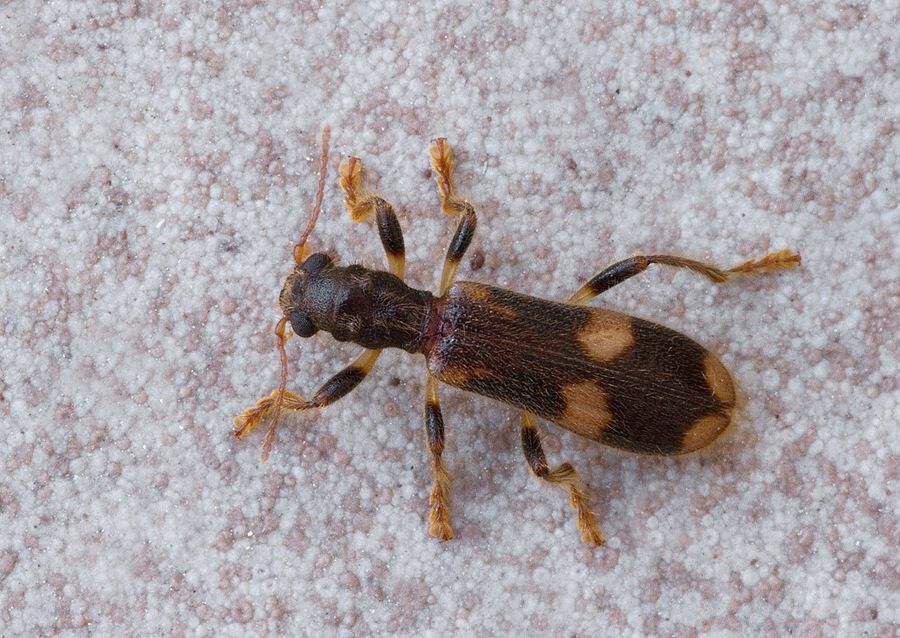 Opilo mollis
