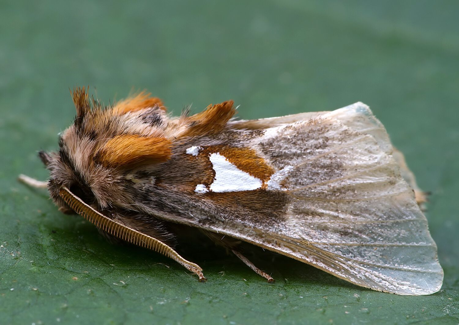Spatalia argentina