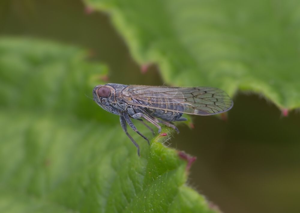 Reptalus sp.