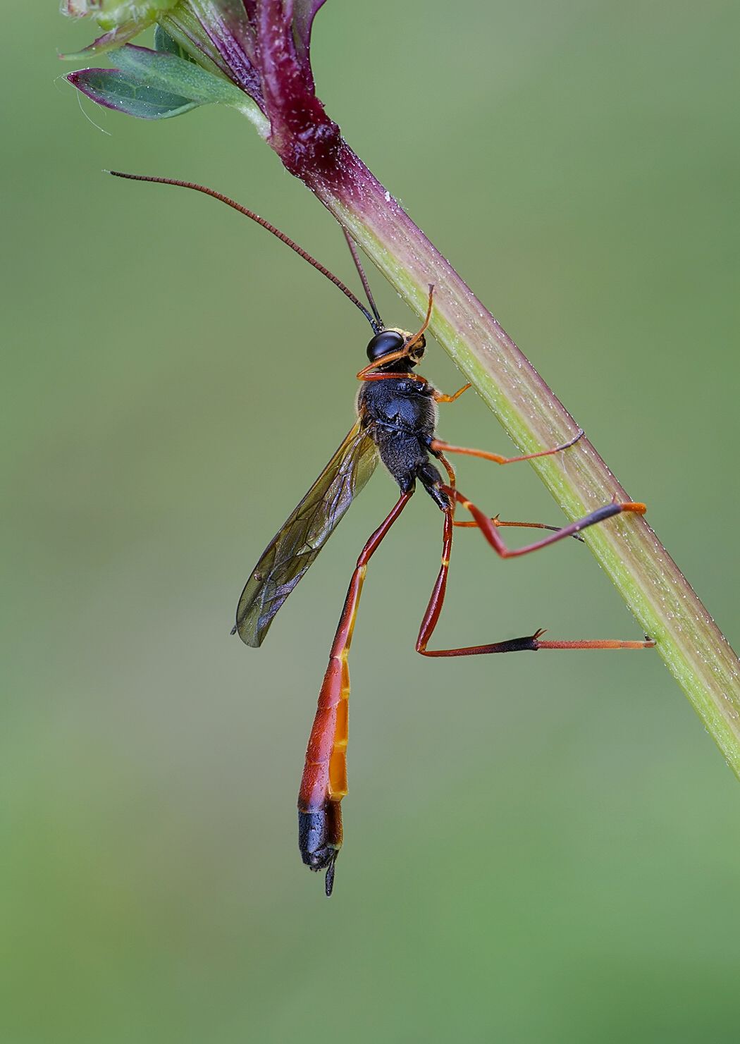 Aphanistes bellicosus
