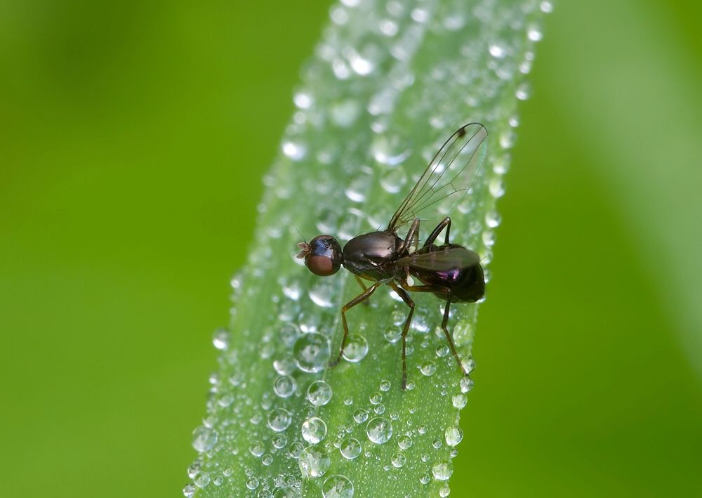 Sepsis fulgens
