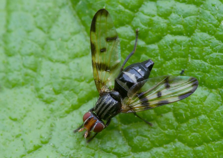 Otites formosa