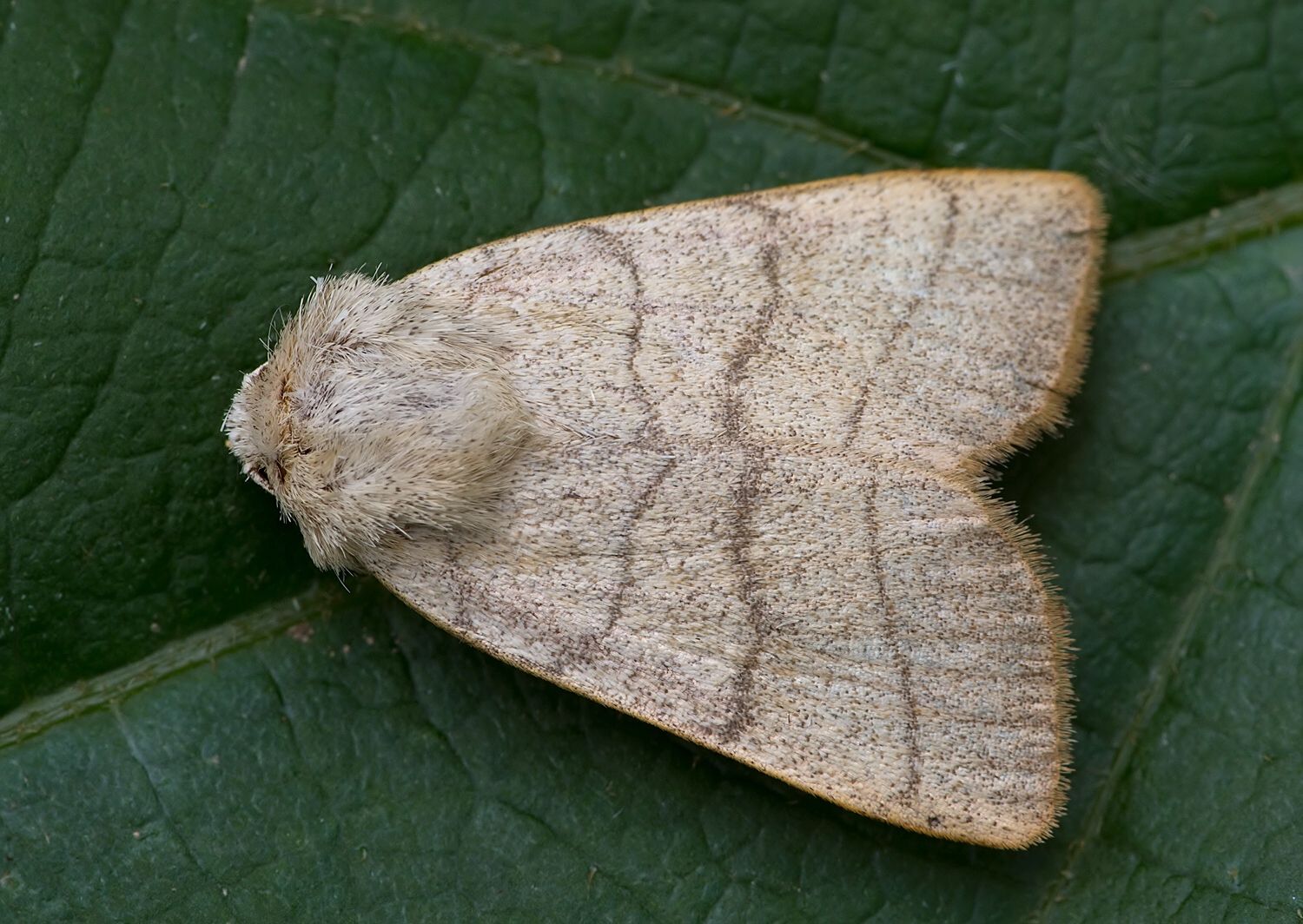 Charanyca trigrammica