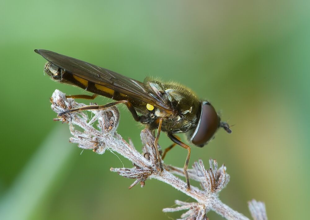 Platycheirus peltatus