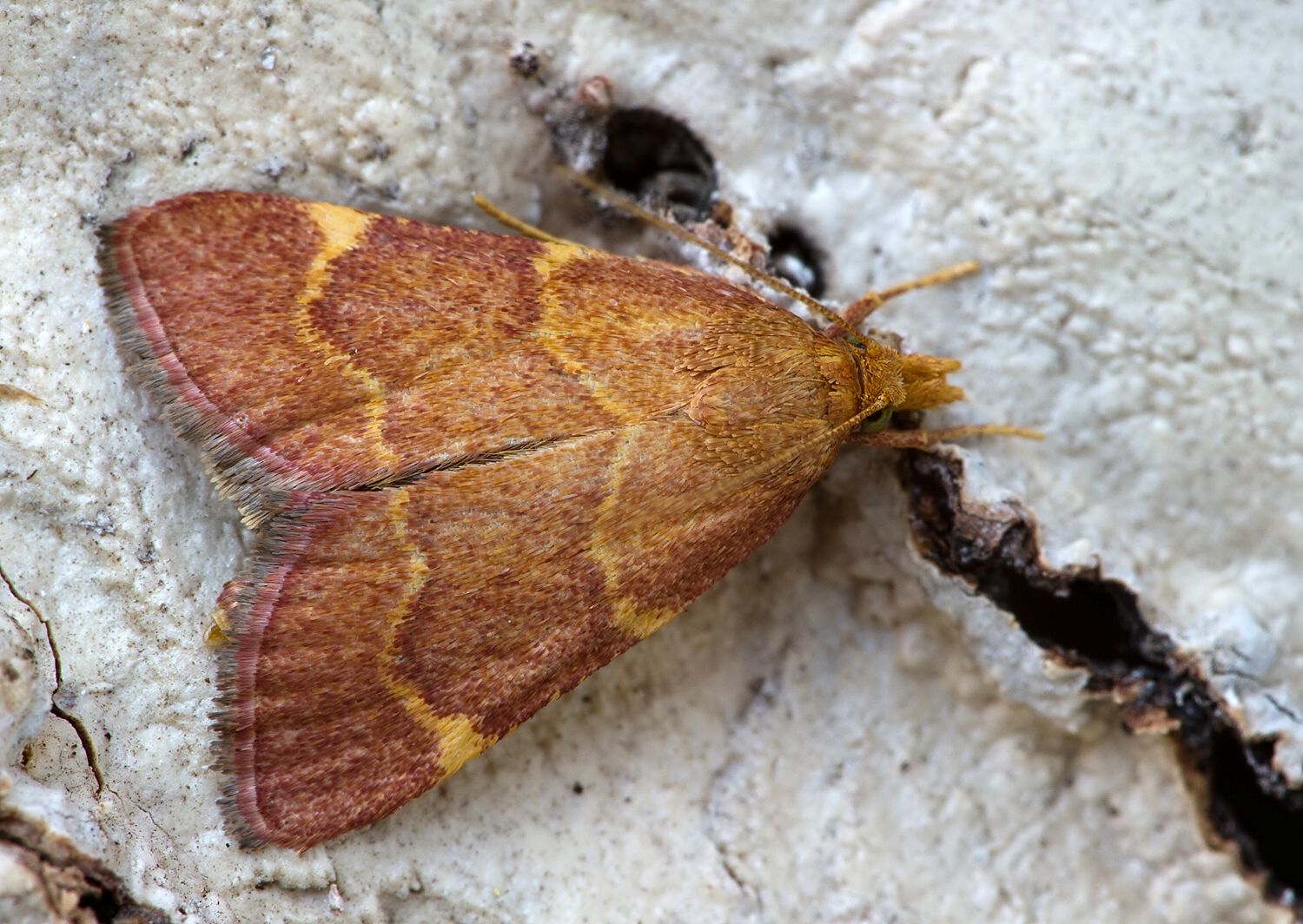 Hypsopygia rubidalis