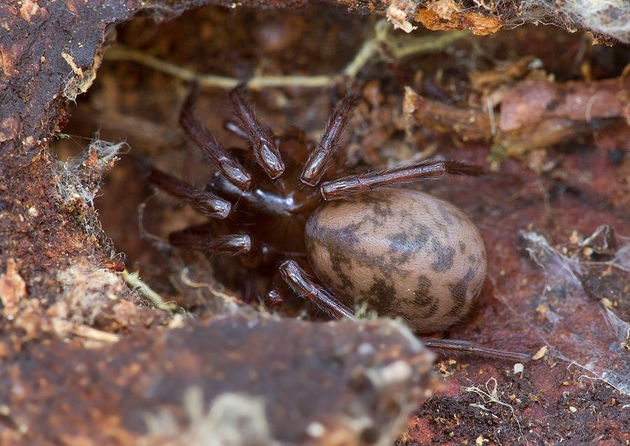 Cybaeus angustiarum