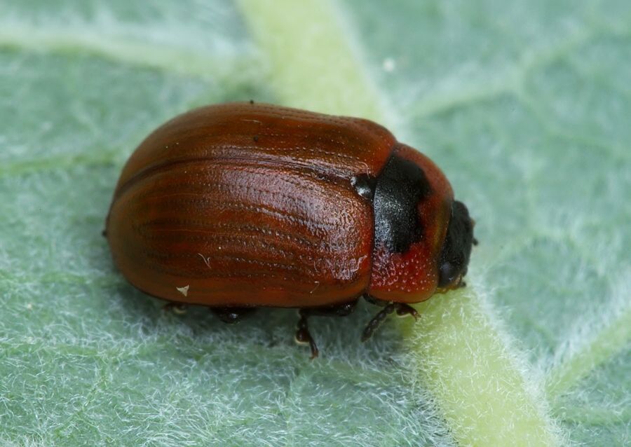 Gonioctena viminalis