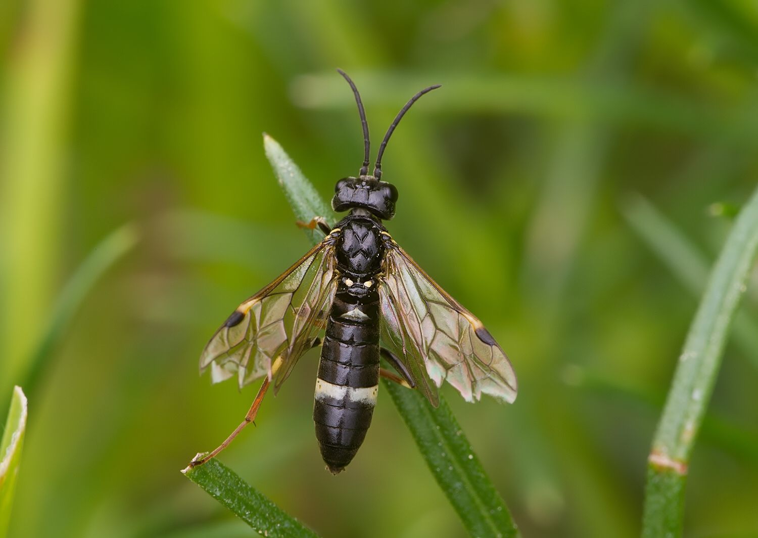 Allantus coryli
