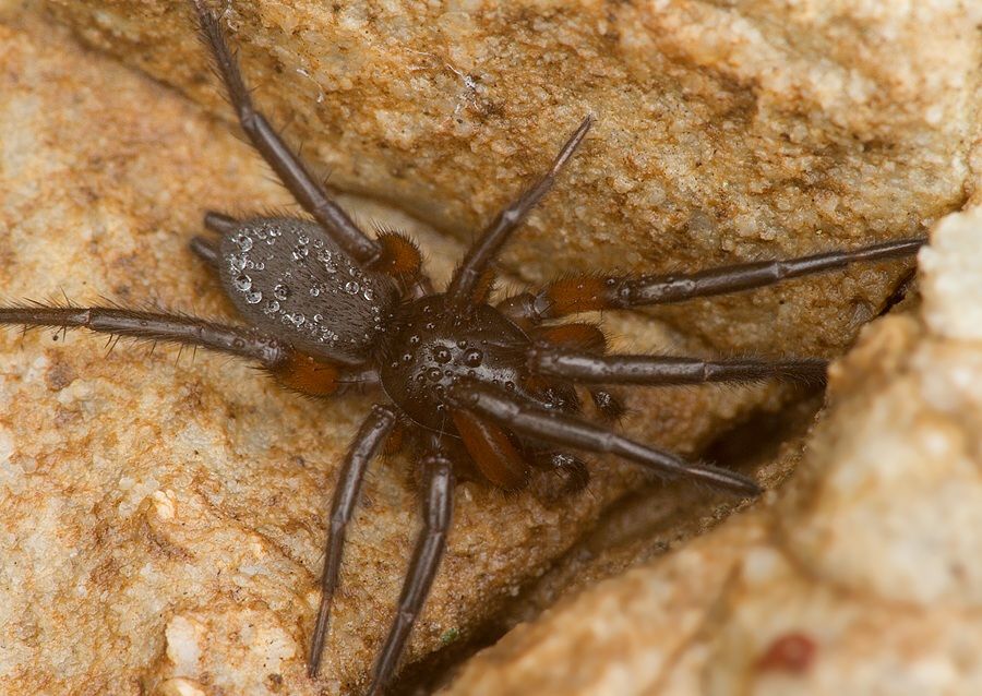 Gnaphosa sp