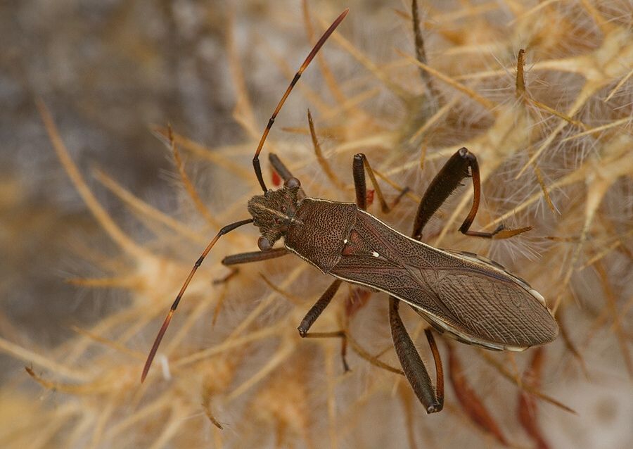 Camptopus lateralis