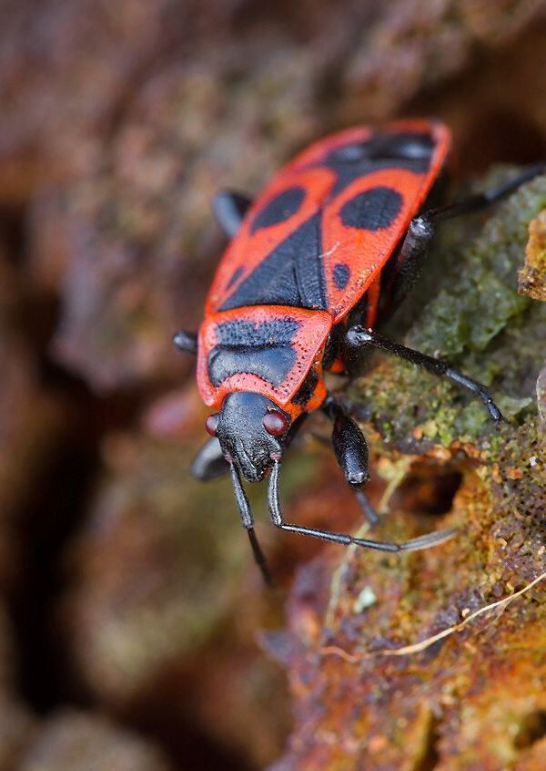 Pyrrhocoris apterus
