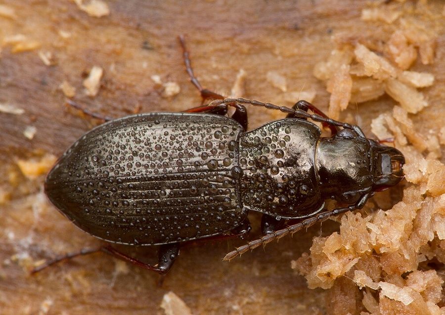 Pterostichus oblongopunctatus
