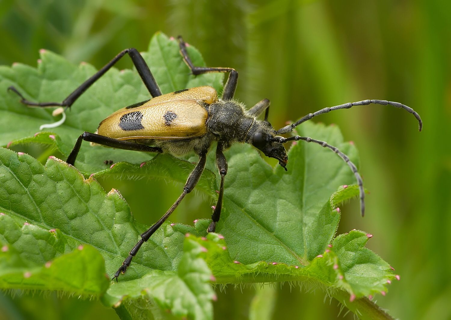 Pachyta quadrimaculata