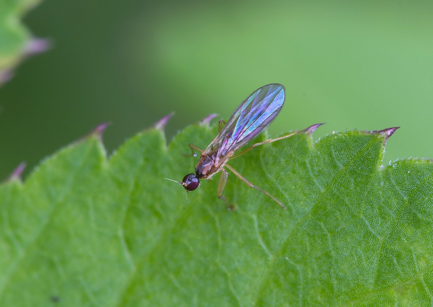 Chelipoda albiseta