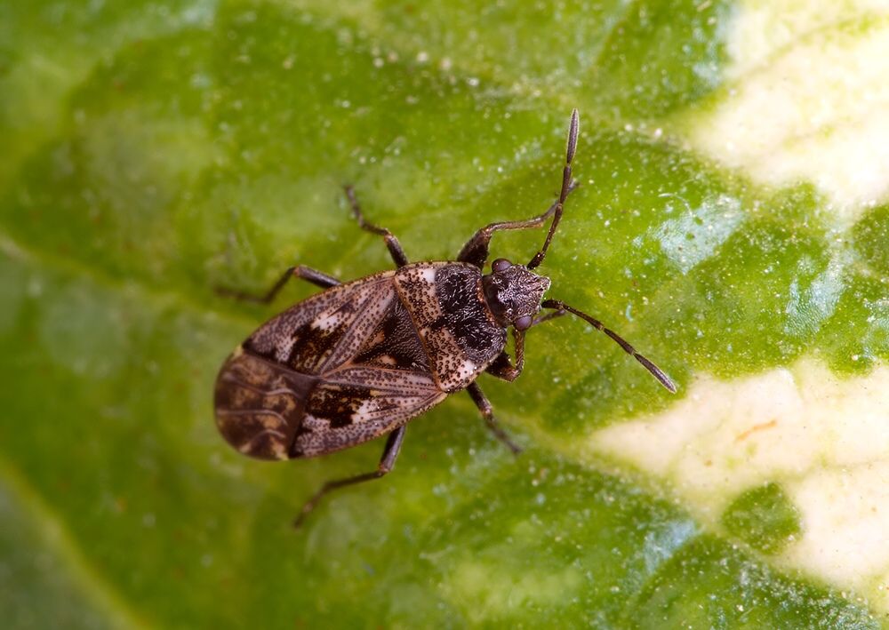 Sphragisticus nebulosus