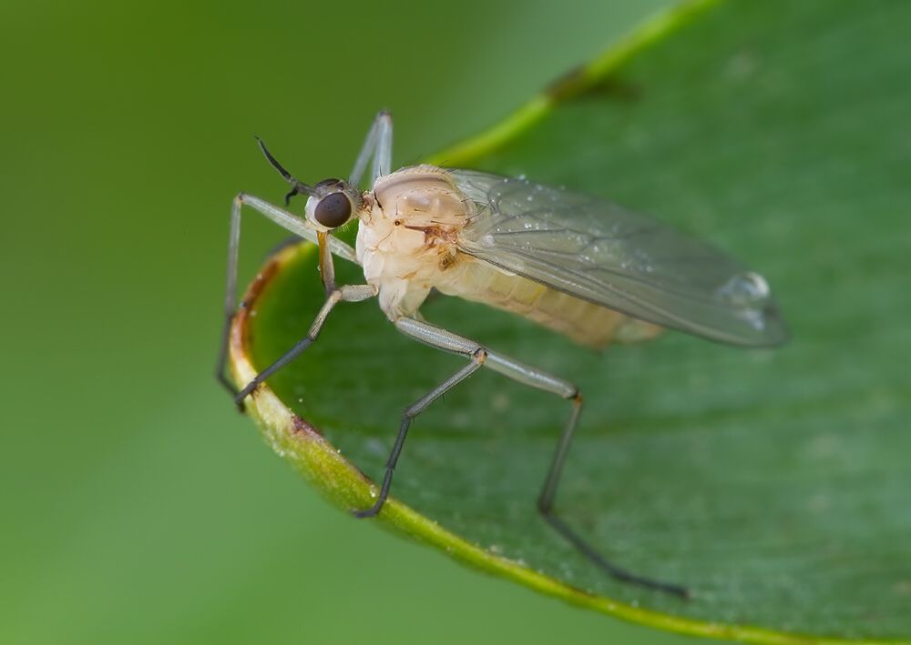 Empis aemula